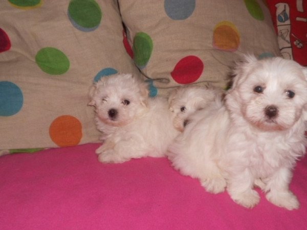 bichon havanese