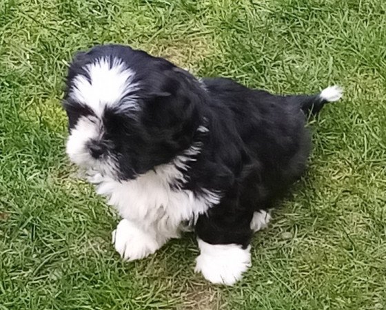 shih-tzu