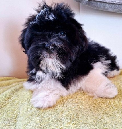 Havanese