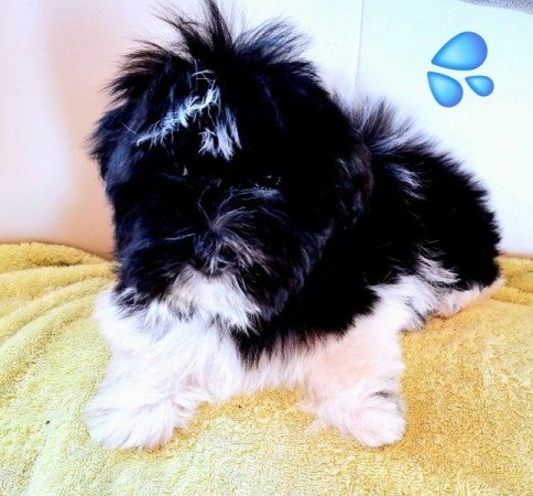 Havanese