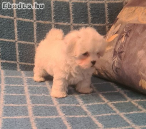 Fajtiszta, gyönyörű máltai selyem kisfiú eladó