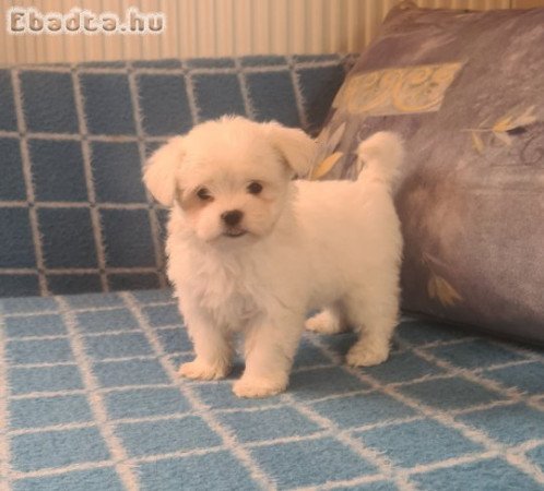 Fajtiszta, gyönyörű máltai selyem kisfiú eladó