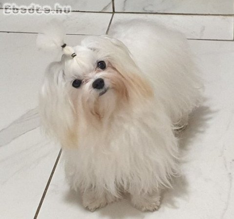 Fajtiszta, gyönyörű máltai selyem kisfiú eladó