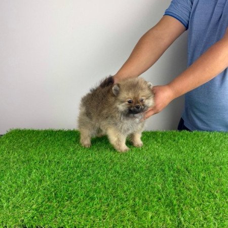 Pomerániai törpespitz