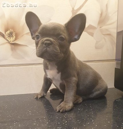 Fajtiszta francia bulldog kislány, és kisfiú eladó