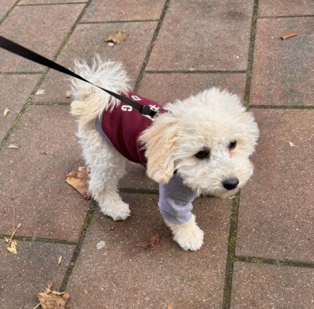 Maltipoo maltai selymszoru + törpe uszkar