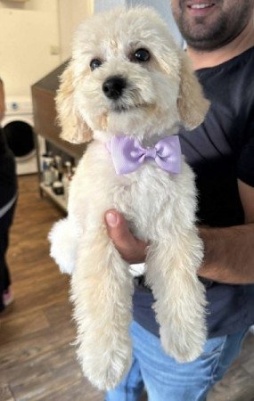 Maltipoo maltai selymszoru + törpe uszkar