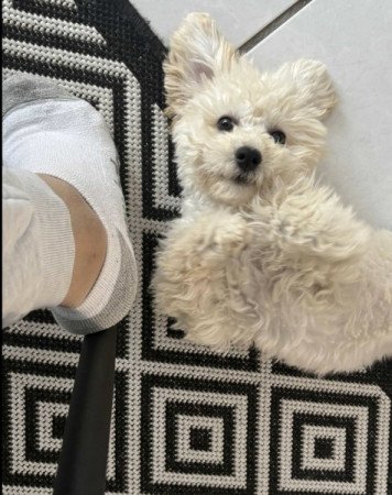 Maltipoo maltai selymszoru + törpe uszkar