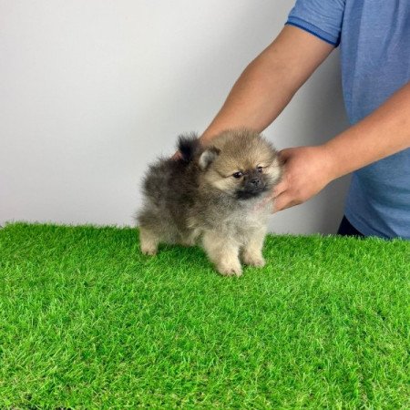 Pomerániai törpespitz