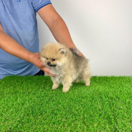 Pomerániai törpespitz