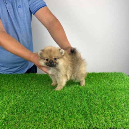 Pomerániai törpespitz