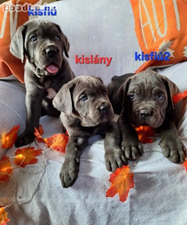 Gazdikereső fajtatiszta Cane Corso kiskutyák