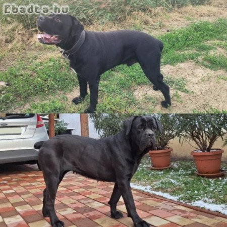 Gazdikereső fajtatiszta Cane Corso kiskutyák