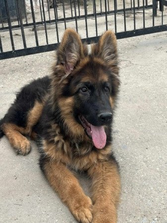 nűNémet juhászkutya