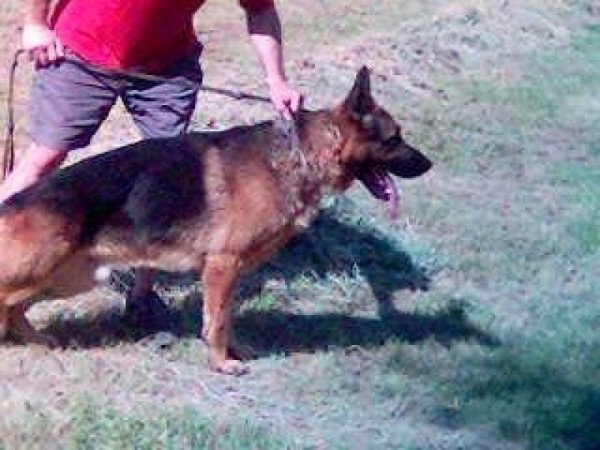 nűNémet juhászkutya