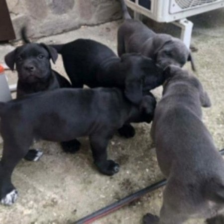 Cane corso