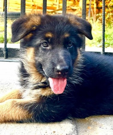 nűNémet juhászkutya