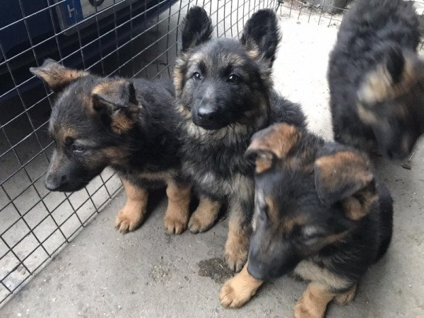 nűNémet juhászkutya