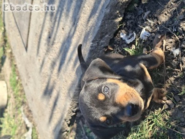 Fekete cser tacskó kislányok