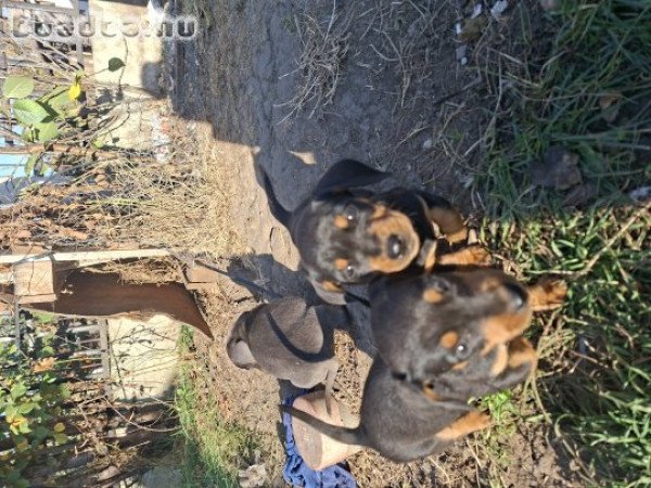 Fekete cser tacskó kislányok