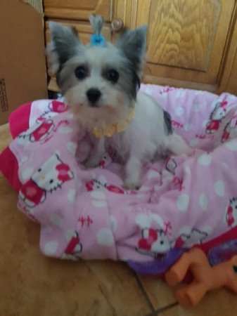 Biever yorki yorkshire