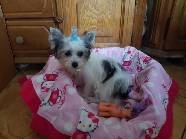 Biever yorki yorkshire