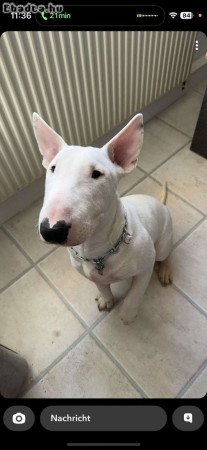 Fajtiszta Bullterrier