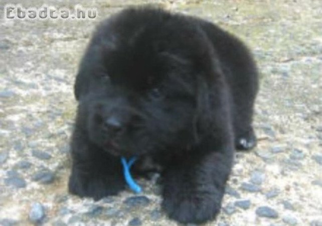 Új - fundlandi kiskutyák