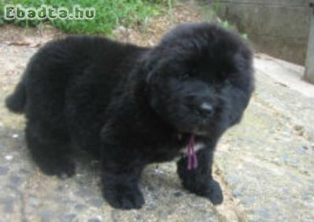 Új - fundlandi kiskutyák