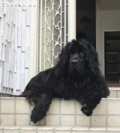 Új - fundlandi kiskutyák