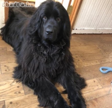 Új - fundlandi kiskutyák