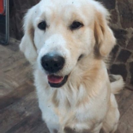 Golden retriever