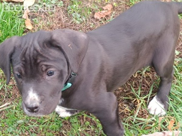 Fajtiszta cane corso kölykök eladók .