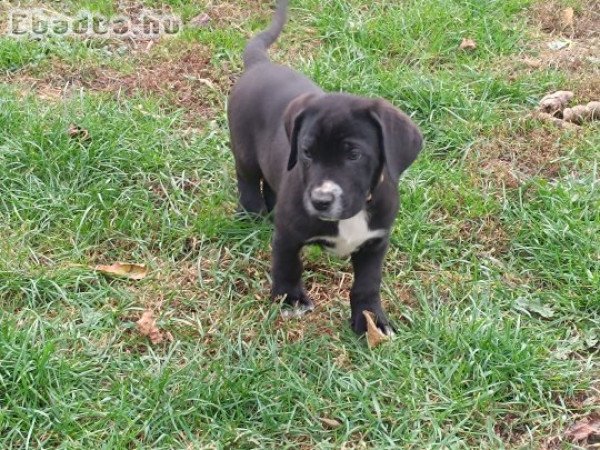 Fajtiszta cane corso kölykök eladók .