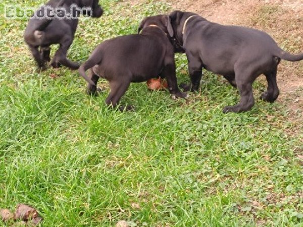 Fajtiszta cane corso kölykök eladók .