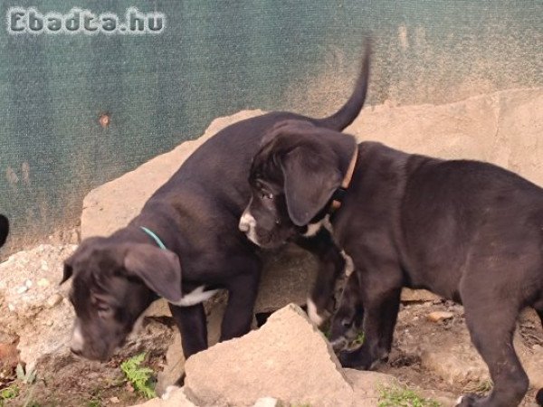 Fajtiszta cane corso kölykök eladók .