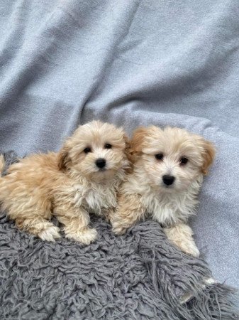 Maltipoo maltai selyem es uszkar