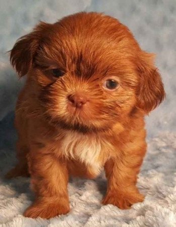 Shih tzu