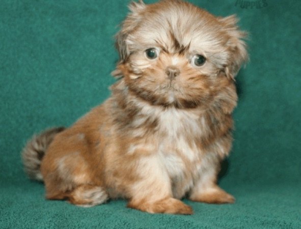 Shih tzu