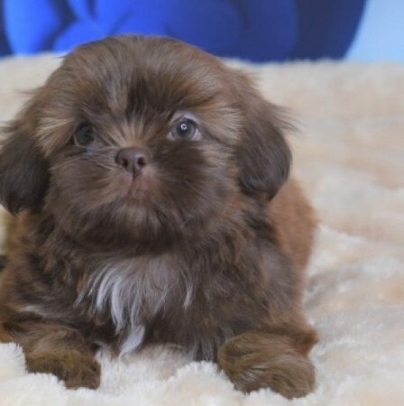 Shih tzu