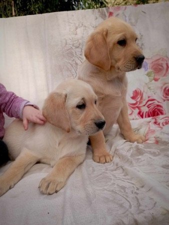 Labrador retriever