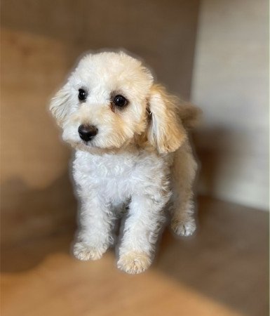 Maltipoo maltai es torpe uszkar