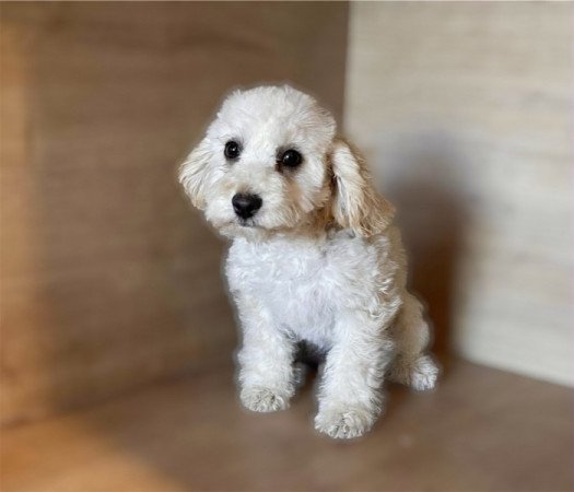 Maltipoo maltai es torpe uszkar