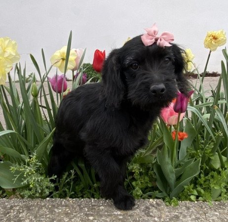 Labradoodle labrador es toy uszkar