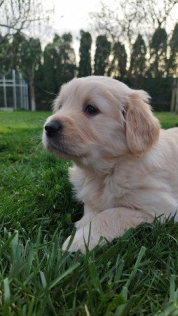 Golden retriever