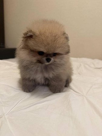 ADORABLE POMERANIAN PUPPIES FOR ADOPTION