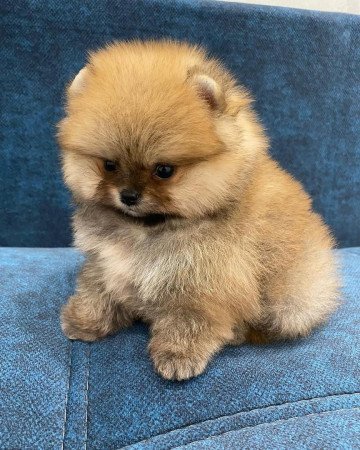 ADORABLE POMERANIAN PUPPIES FOR ADOPTION