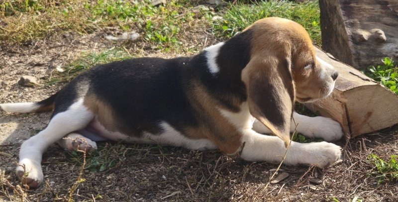 Beagle