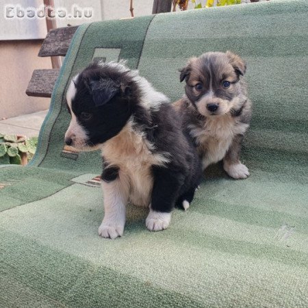 Border collie kölykök
