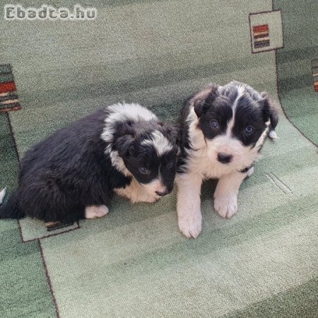 Border collie kölykök